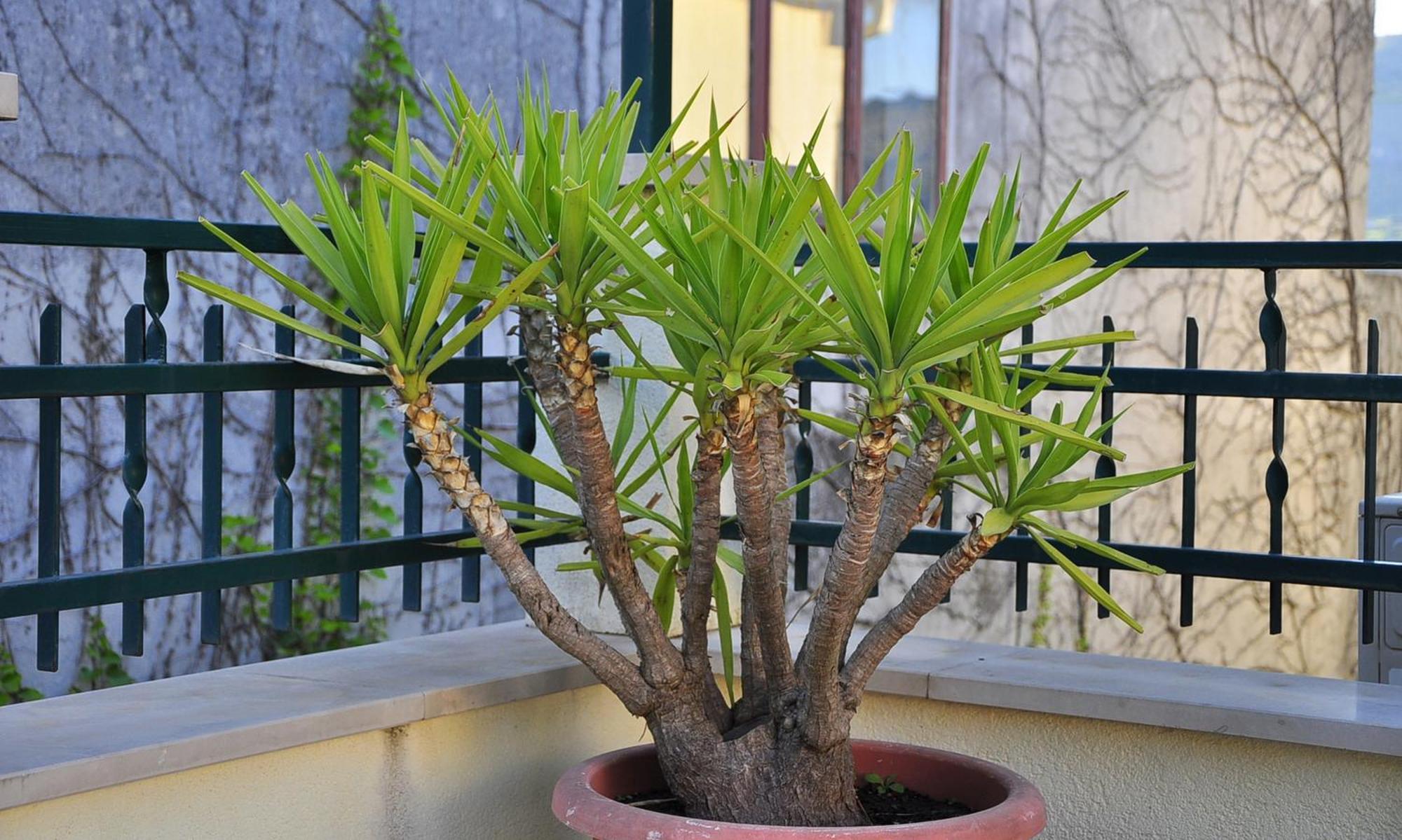 Villa Bakica Trogir Bagian luar foto